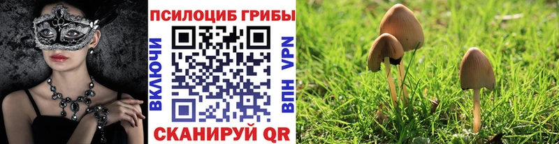 Псилоцибиновые грибы Psilocybe  Йошкар-Ола 